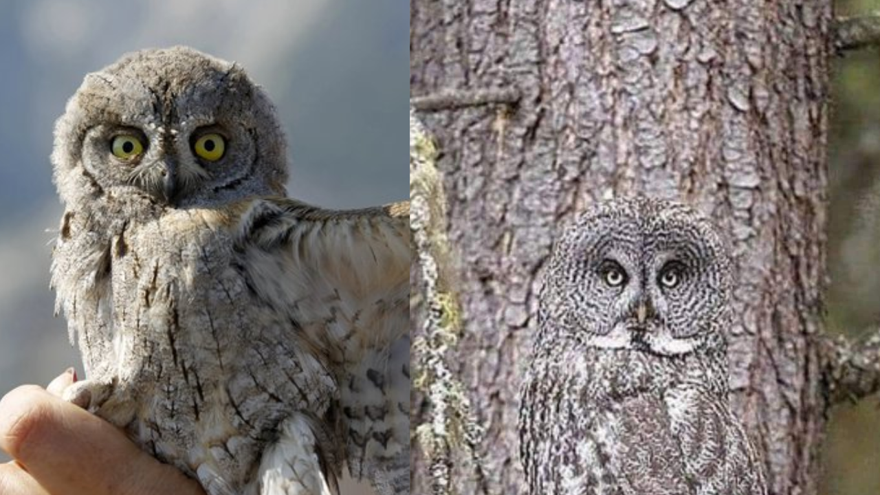 rare owl found in ranikhet