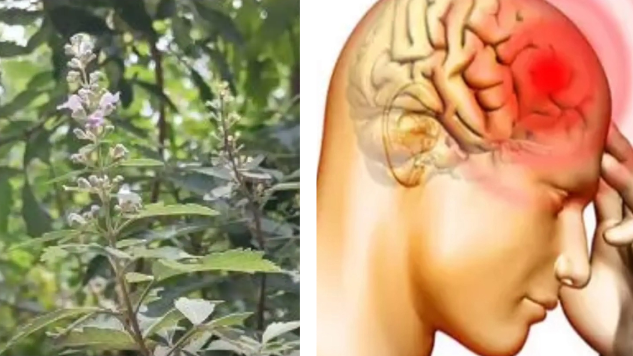 उत्तराखंड का अमृत है ये बेमिसाल सिमई का पौधा, पैरालिसिस का रामबाण इलाज