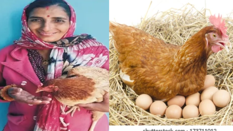 उत्तराखंड में पशुपालन विभाग को इस मुर्गी ने किया अचंभित, 1 दिन में इतने अंडे देने के लिए गिनीज़ बुक में होगी दर्ज़