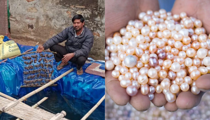 कोरोना में नौकरी जाने के बाद इस टीचर ने शुरू की मोतियों की खेती(pearl farming) , अब कमाते हैं लाखों का मुनाफा