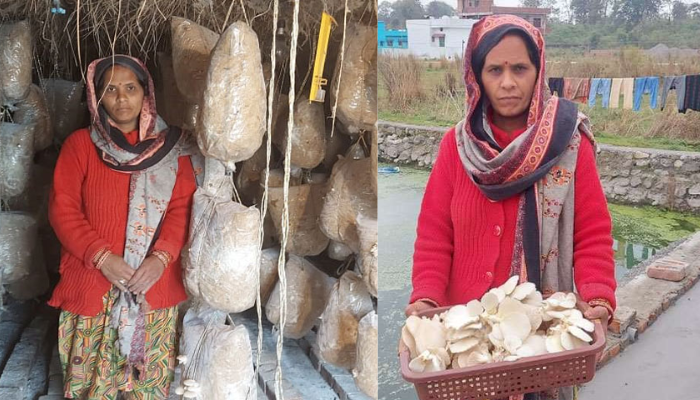 देहरादून की इस महिला किसान ने किया मशरूम की खेती से कमाल , मशरूम उगाकर कमाती हैं लाखों रुपये