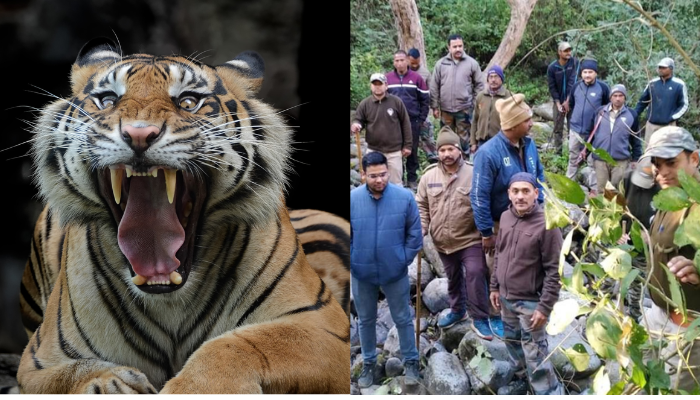 Tiger Attack News in Pauri Uttarakhand: उत्‍तराखंड के पौड़ी के 24 गांवों में छाया बाघ का आतंक, स्‍कूल व आंगनबाड़ी केंद्र की गयी छुट्टी, मिला टीचर का अधखाया शव