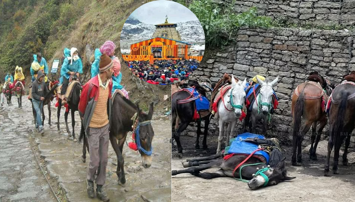 Pony ride in Kedarnath Yatra: केदारनाथ मार्ग पर यात्रा के दौरान आराम और गर्म पानी के अभाव में अब तक हुई 16 घोड़े-खच्चरों की मृत्यु , पैरों में नाल लगाते समय घाव से हो रहा है टिटनेस