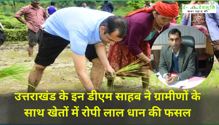 DM sir planted red paddy crop in the fields with the villagers