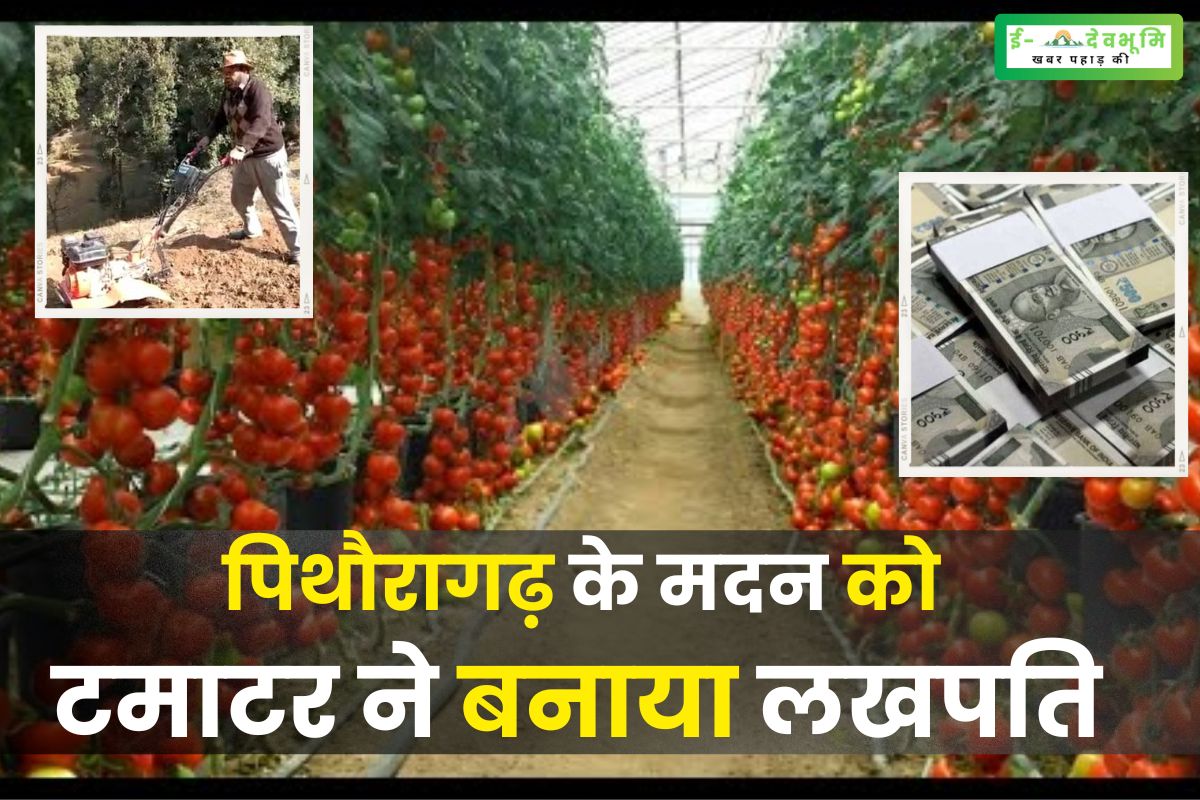Madan of Pithoragarh Tomato made a millionaire
