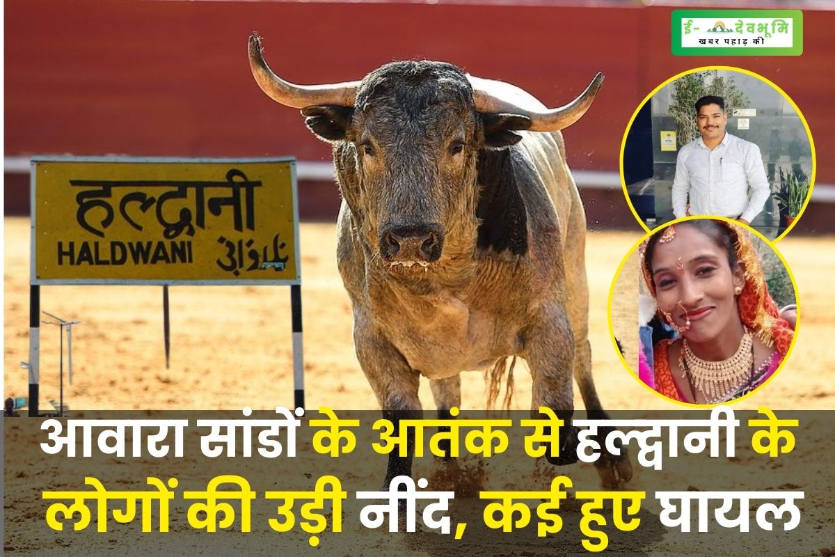 Haldwani due to terror of stray bulls