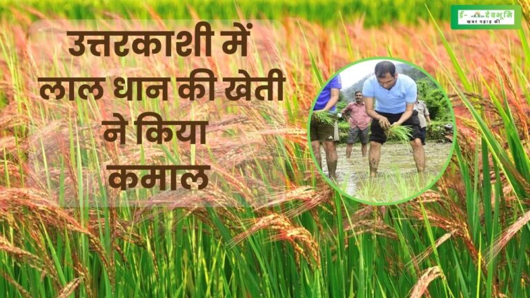 Red Rice Crop Uttarakhand: उत्तराखंड के उत्तरकाशी में लाल धान कर रहा है कमाल , देश विदेश में दिला रहा है उत्तराखंड को पहचान