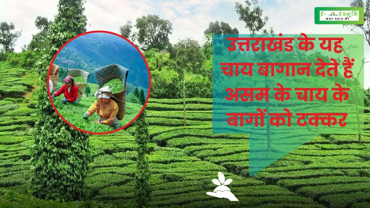 Tea Garden in Uttarakhand
