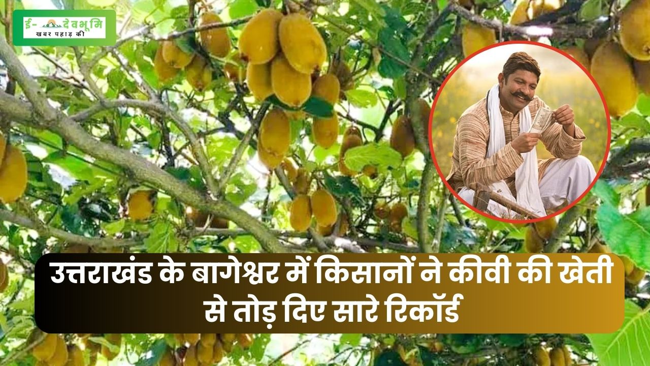 Farmers broke all records with Kiwi cultivation in Bageshwar
