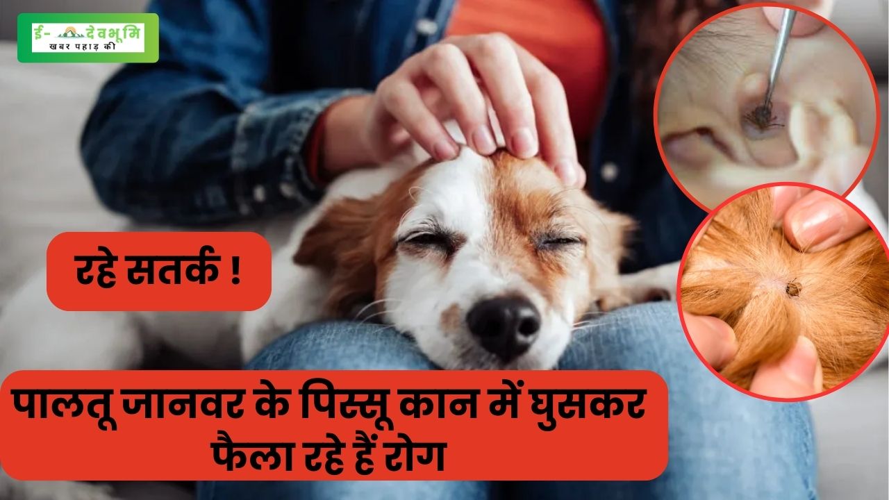 Pet fleas are spreading diseases by entering the ears. (1)